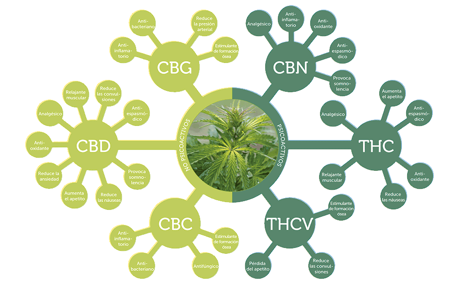 Efectos terapéuticos de los cannabinoides